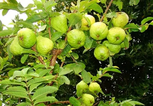 Dự án trồng ối công nghệ cao