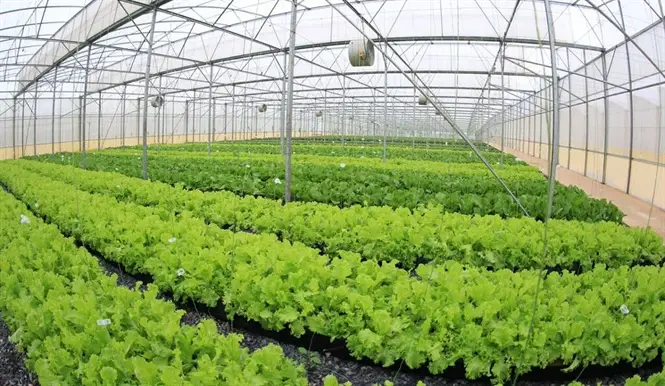 Dự án nông trại trồng rau sạch