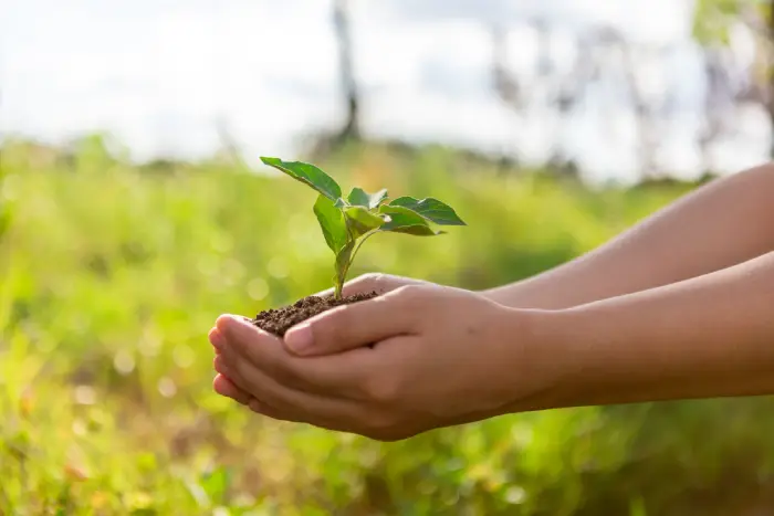 Hạt giống KIMSEED